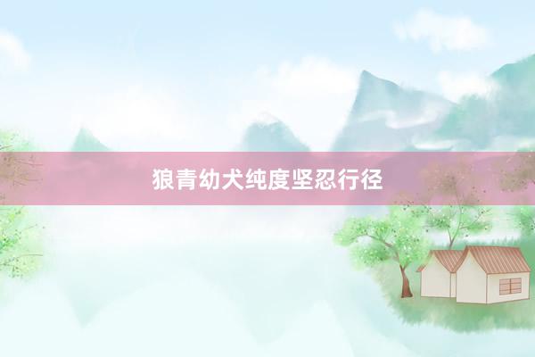 狼青幼犬纯度坚忍行径