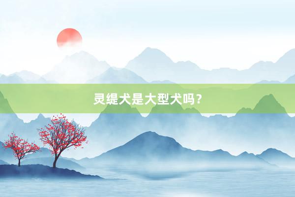 灵缇犬是大型犬吗？