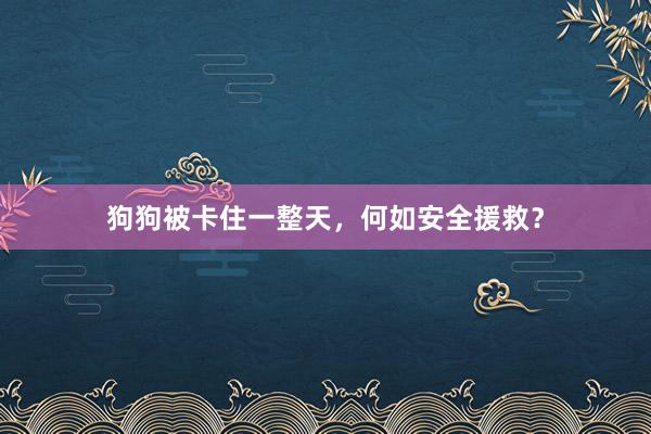狗狗被卡住一整天，何如安全援救？